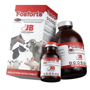 Render-Fosforte Render-Fosforte